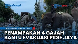 MOMEN HARU! 4 Gajah Perkasa Bantu Evakuasi Banjir Aceh: Buka Akses Desa dan Angkut Puing Kayu