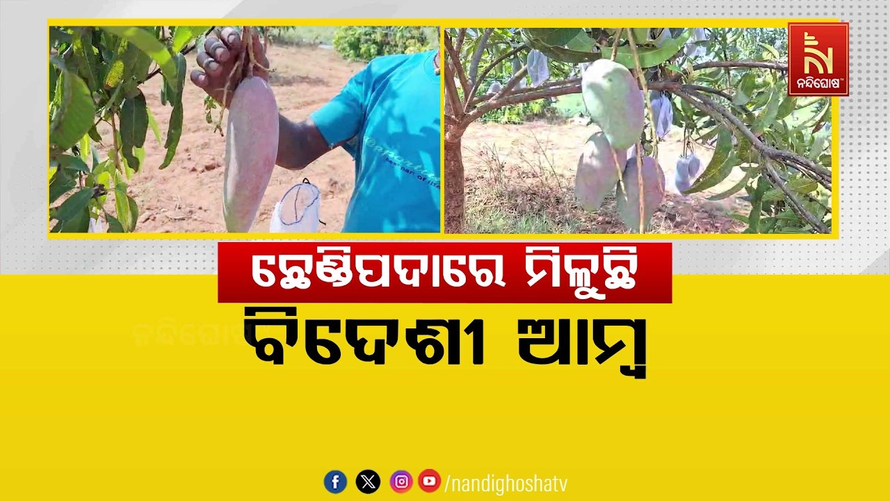 🔴Live | ଛେଣ୍ଡିପଦାରେ ମିଳୁଛି ବିଦେଶୀ ଆମ୍ବ