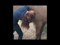 Equine Massage Video 1