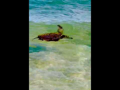 Cute Sea Turtles Honu #hawaii #honu #seaturtles #relax #relaxing #ocean #honu #hawaiian #beach #sea