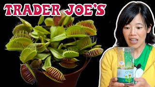First Time Feeding a Trader Joe's Venus Fly Trap