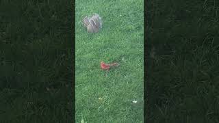 Cardinal is going bald. #subscribe #cute #birds #shorts