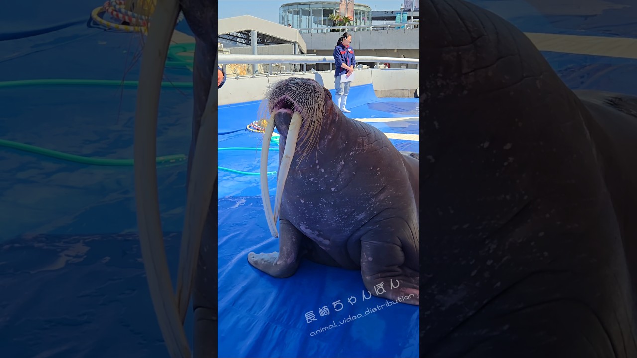 セイウチのみーちゃんの投げキッス #うみたまご #セイウチ