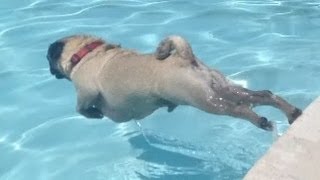FUNNY PUG IN A POOL- ERNIE LOVES TO SWIM!