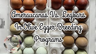 Ameraucanas vs. Legbars in Olive Egger Programs **With Visual Examples**