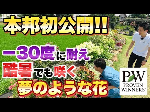 オーニソガラム散形花序、11 時の女性、オルニソガラム アンベラタム