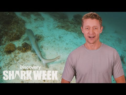 ベビーシャークのワイルドワールド｜シャークウィークのデイリーバイト (The Wild World of Baby Sharks | Shark Week's The Daily Bite)