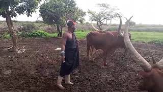 Download lagu NDAMA JIGUSHILAGA UJUMBE WA NG'OMBE ZA NDAMA MPYA 2026 BY SHULE MSABAZAJI mp3 Download lagu NDAMA JIGUSHILAGA UJUMBE WA NG'OMBE ZA NDAMA MPYA 2026 BY SHULE MSABAZAJI mp3