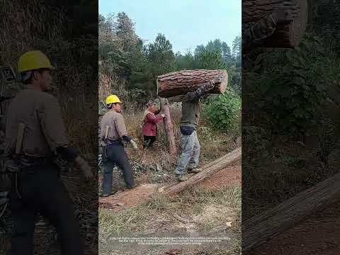 Manually Shoulder Carrying Heavy Log To Load Truck !