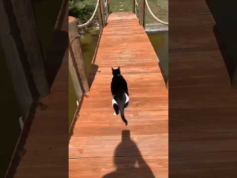 The funniest cat video ever 😂 @yourcrystalshop