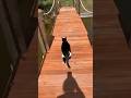 The funniest cat video ever 😂 @yourcrystalshop