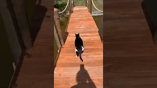 The funniest cat video ever 😂 @yourcrystalshop