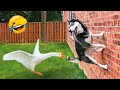 5 Minutes Funny Cat Dog Compilation Funny Animal Videos