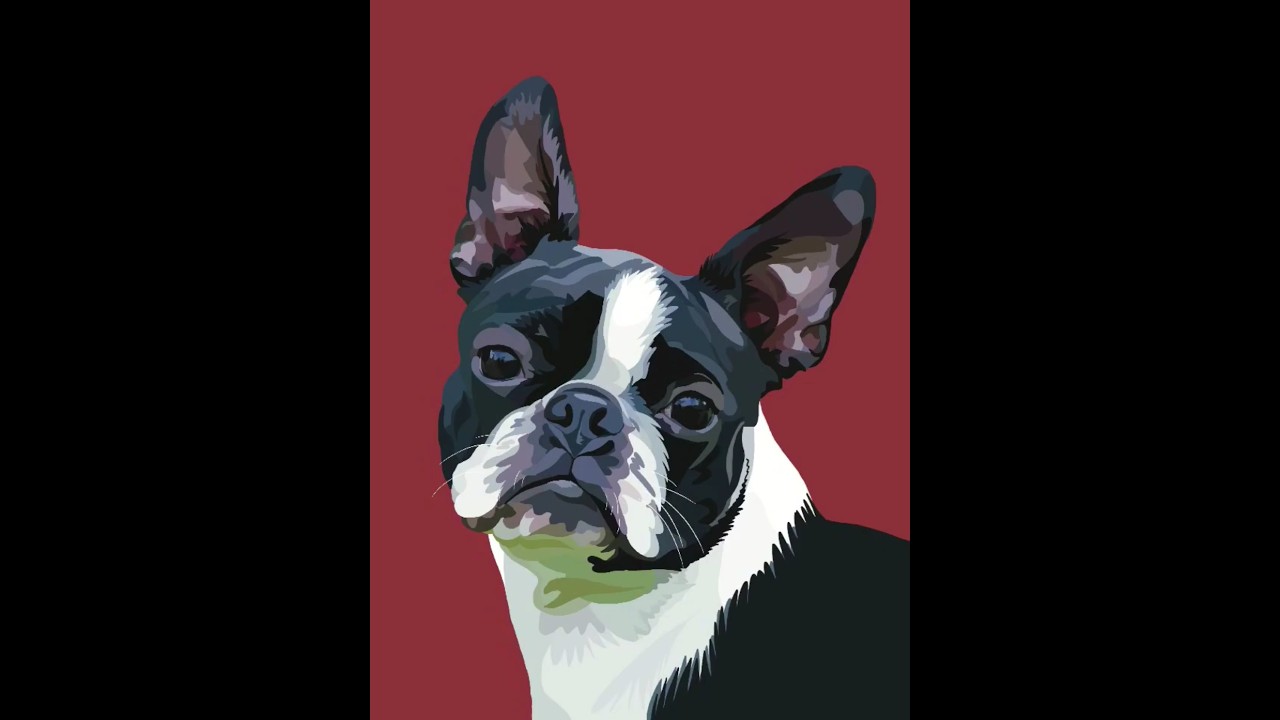 Boston Terrier Vector Art Drawing on ProCreate - Pet Portrait Artist