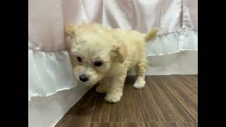 ハーフ犬の動画01