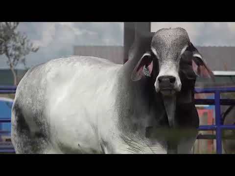 BRASIL GENÉTICA - REPRODUTOR PO BRAHMAN. MR CWM TURBO 3714