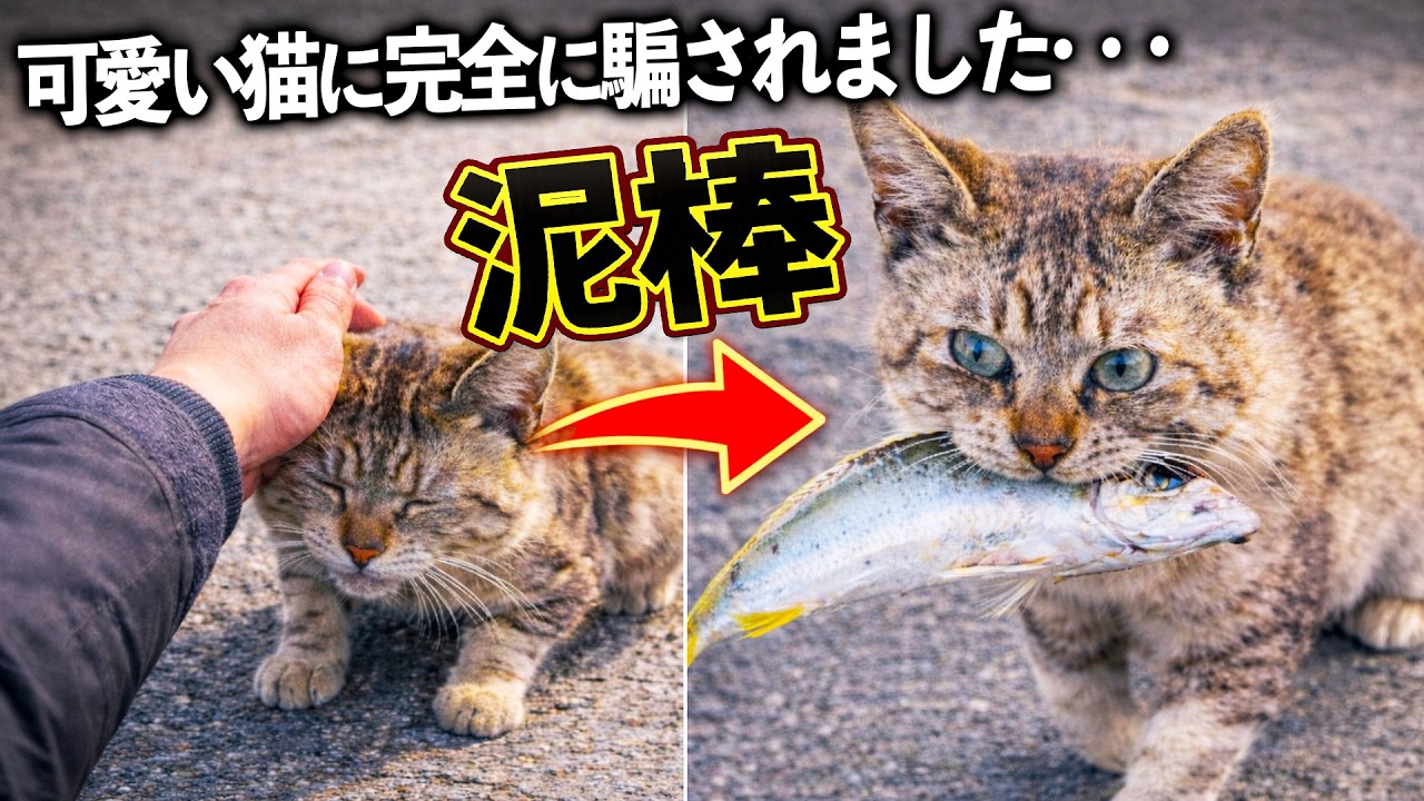 【釣り】可愛い猫に完全に騙されました…