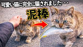 【釣り】可愛い猫に完全に騙されました…