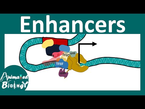 Enhancers | Transcriptional regulation by Enhancers | Enhancer promoter loop