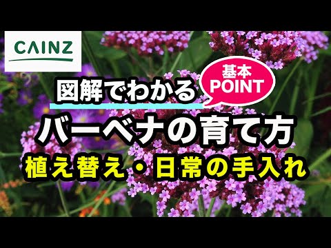 園芸 ブエノスアイレスバーベナの挿し木方法は?