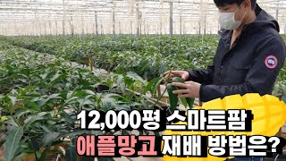 1만평 하우스에 애플망고를 심으면?
