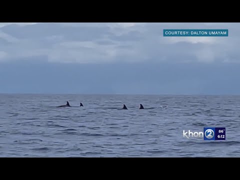 ‘Apex predator’ orcas spotted off Hawaii Island