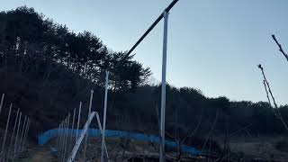 체리 간이비가림 어덯게 하는게 좋습니까??