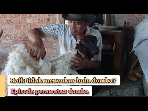 , title : 'CARA MENCUKUR BULU DOMBA, TERNYATA ADA MANFAATNYA | Vlog 11 | Edisi Perawatan Domba'