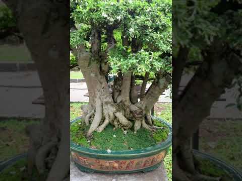 Hội hoa tao đàn 2021(6)