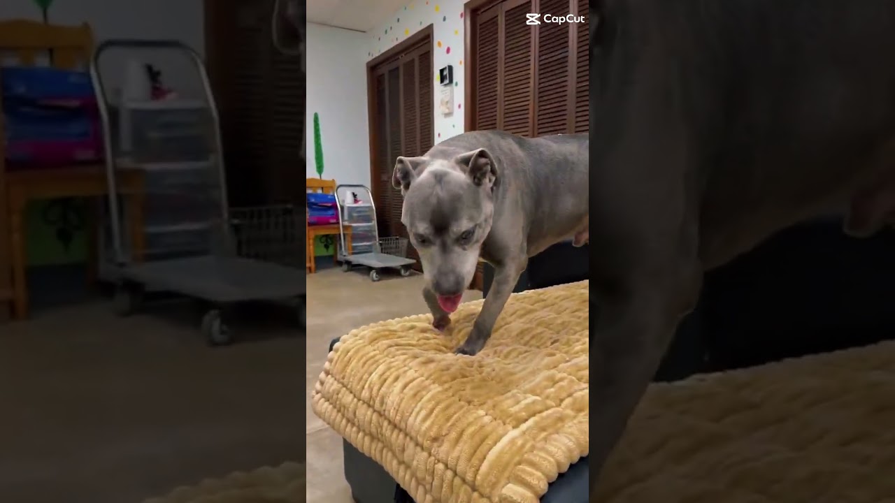 Uncle Fester, a Adoptable mixed breed in Archbold , OH video 2/2