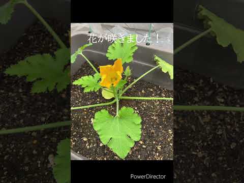 ズッキーニが大きくならないのはなぜですか? 6つの原因とその解決策をご紹介します！  庭園