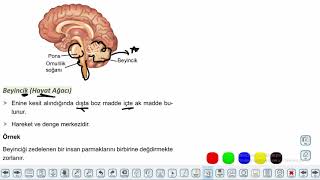 Eğitim Vadisi AYT Biyoloji 1.Föy İnsan Fizyolojisi 2 (Sinir Sistemi) Konu Anlatım Videoları