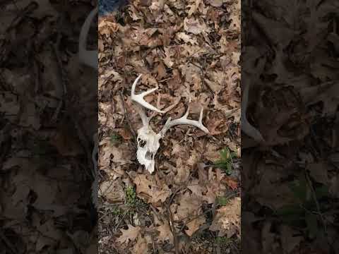 Trying the Fungeyes Mushroom Hunting Glasses🍄