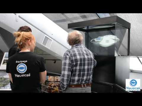 Hologramme interactif à Nausicaa