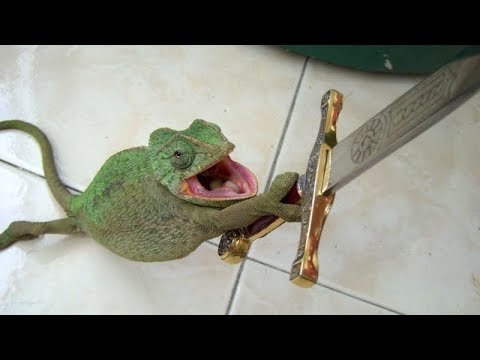 Les petits dragons mignons vous feront rire - les vidéos de lézards les plus drôles