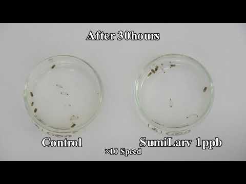 SumiLarv 0.5G Video