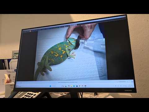 키우는 카멜레온 380만원 내고 수술 시켰습니다..