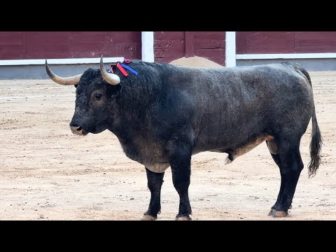 Salida 6º toro de VICTORINO MARTÍN: "MILHIJAS" - 15-junio-2025 - Las Ventas