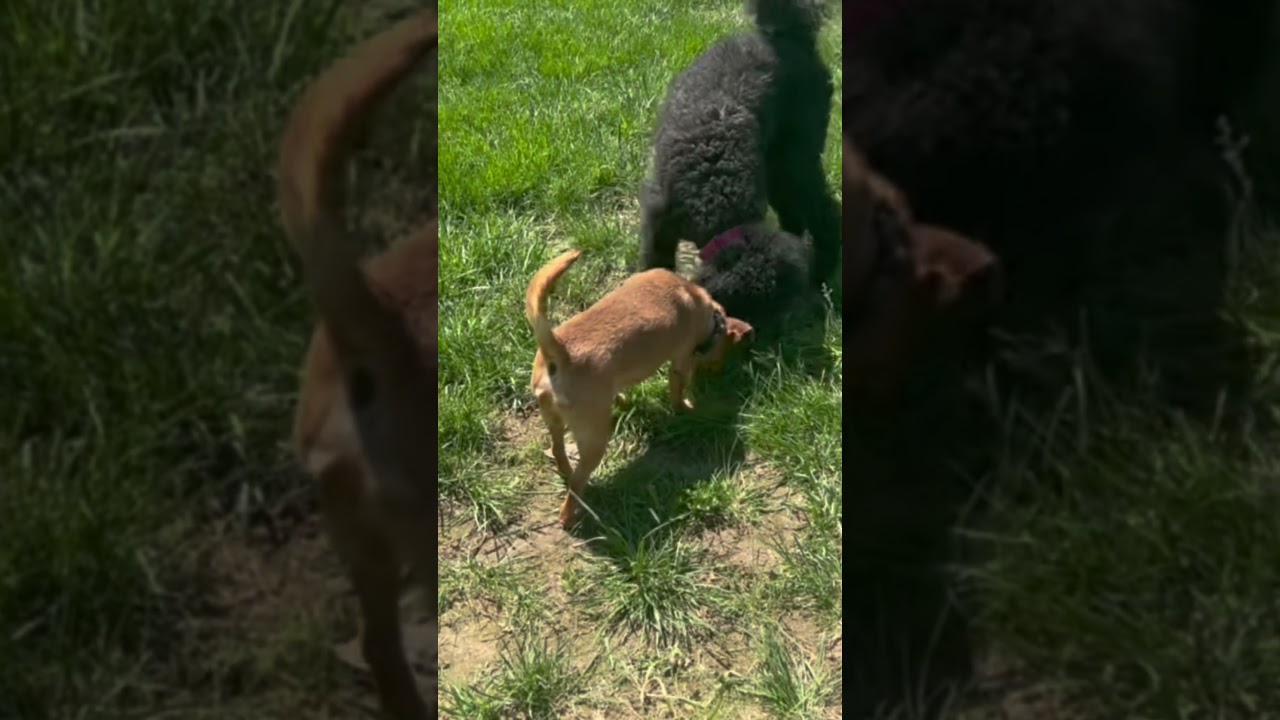 Enlarge Copper, a Adoptable Chihuahua in Kansas City, MO video 6/6