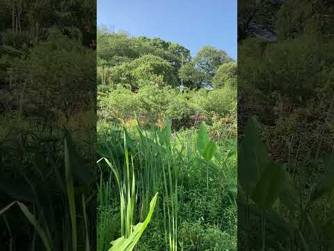 夏の間ずっと咲く多年生植物の選択を容易にする短いリストを参照してください。シンプルで色鮮やかな9種類の美しさ！  庭園