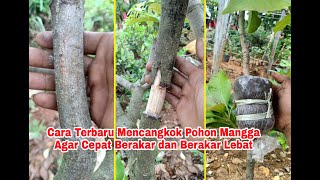 Download lagu New Method for Grafting Mango Trees for Fast and Thick Root Growth mp3 Download lagu New Method for Grafting Mango Trees for Fast and Thick Root Growth mp3