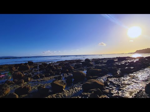 Diving | Auckland NZ) spearfish, Dolphin, Seal, sea urchin (kina)