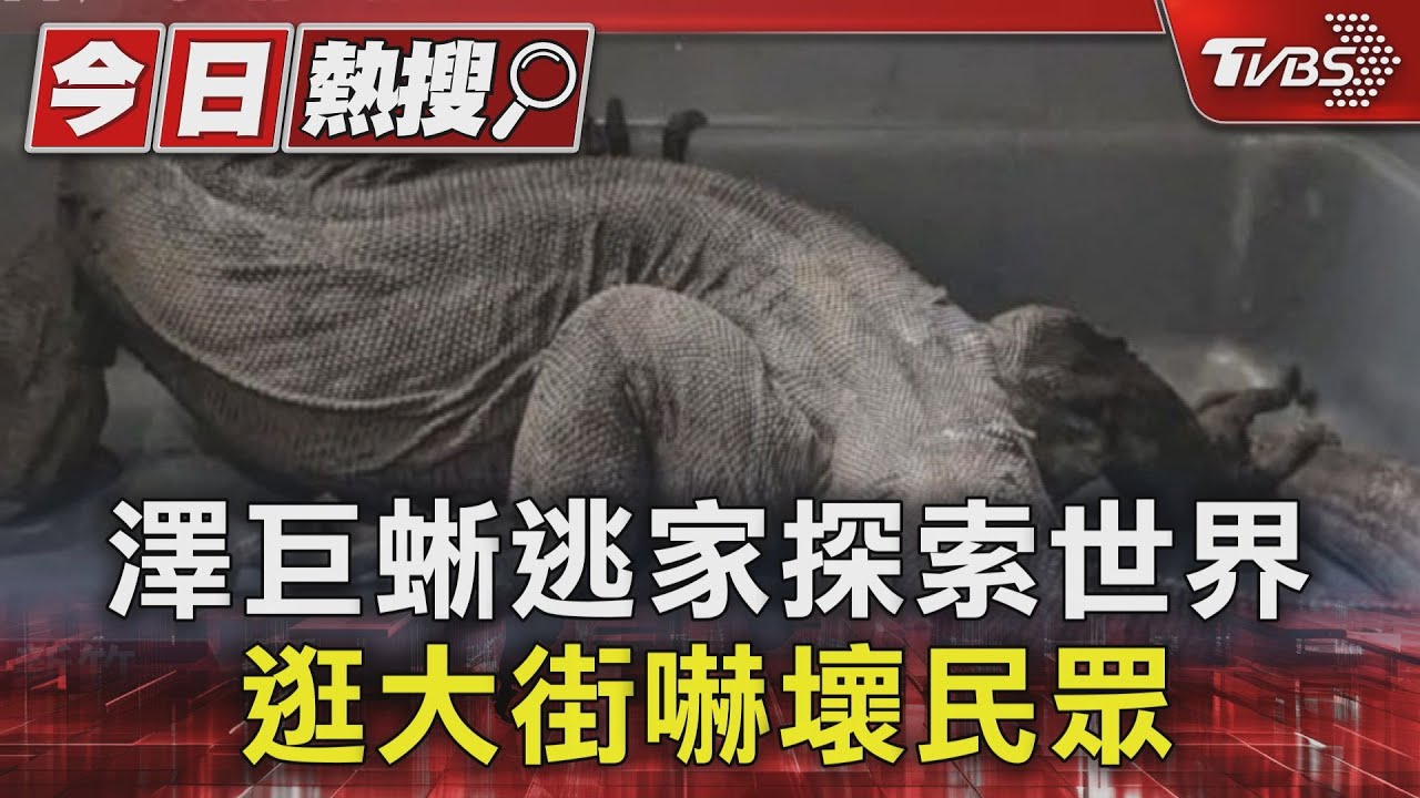 主人在哪?1.2m澤巨蜥小朋友 逃家逛大街嚇壞民眾