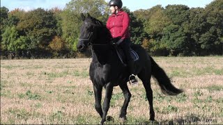 Oh dear! Novice Horses with Inexperienced Riders 😳 a disaster waiting to happen?