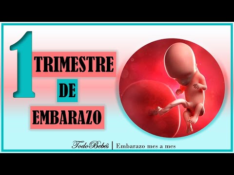 ❤️ PRIMER 1° TRIMESTRE DE EMBARAZO🤰  ⏩ SEMANA 1 a 12 ⏩ EMBARAZO SEMANA A SEMANA