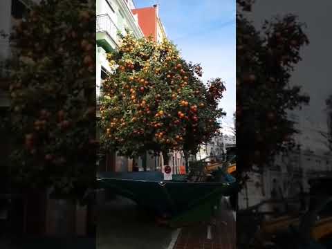 Sacudida anual de Naranjos en España