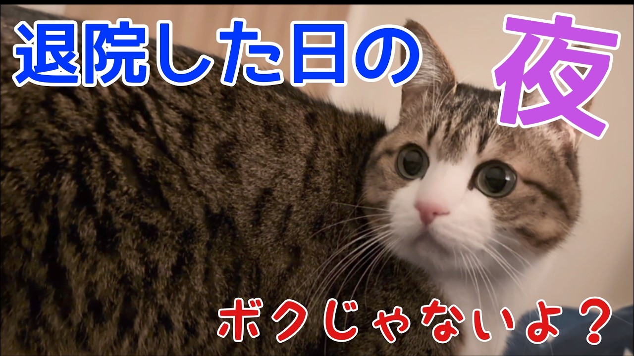 実は入院してました。vol.1543