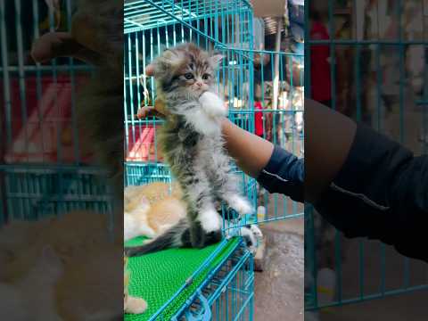 All cat for sale in Mumbai #cat