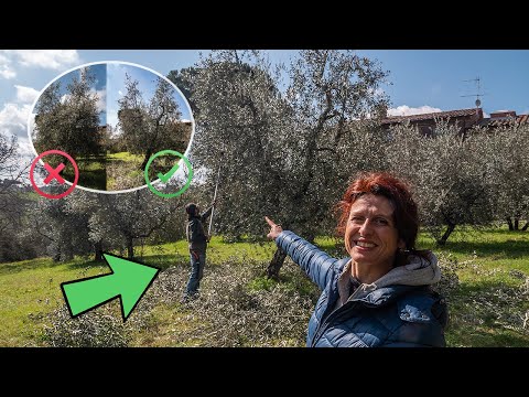 POTARE L'OLIVO in 10 minuti. VASO POLICONICO semplificato