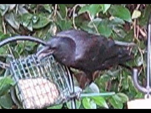 Crow Eating Suet